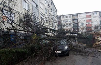 'A je to' u Zagrebu: Srušili su stablo na aute i ozlijedili ženu