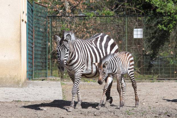 Zagreb: Mladunče zebre novi je stanovnik Zoološkog vrta