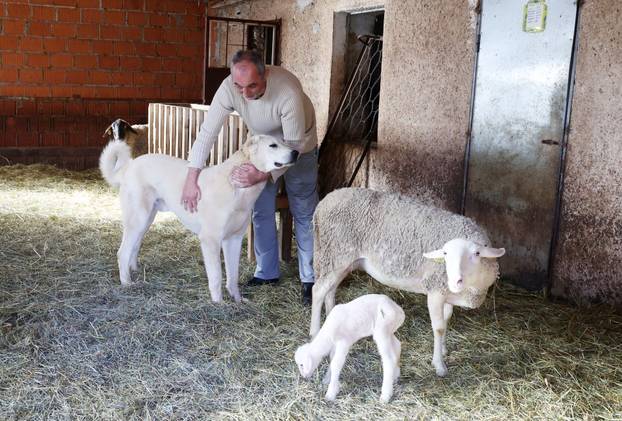 24sata Kistanje: Pas Shadow ranjen u borbi sa vukovima 