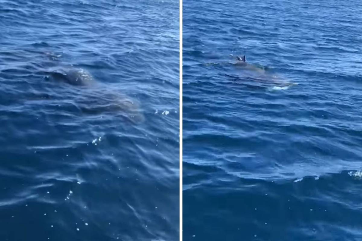 VIDEO Bio na brodu pa osjetio da se nešto kreće ispod: Snimio golemu psinu u moru kod Istre