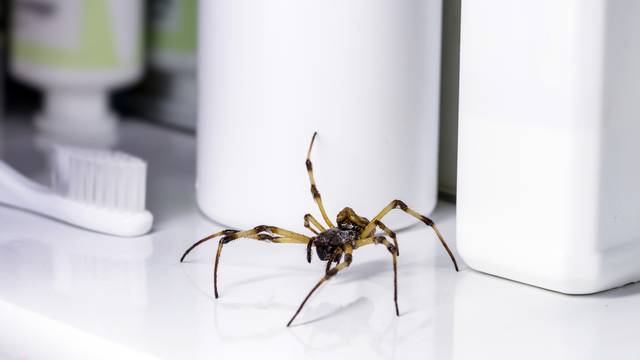 Loša navika koju mnogi imaju u kupaonici može privući pauke
