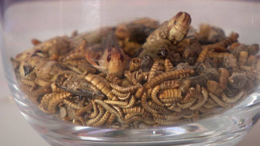 Djevojke degustirale egzotičnu hranu: 'Crvići su čak bili fini...'