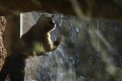 Zimska svakodnevica u zagrebačkom zoološkom vrtu 