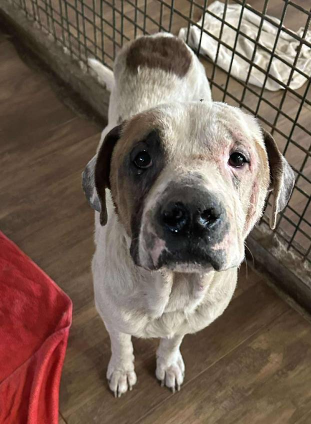 FOTO Ovo su oduzeti psi iz romskog naselja. U jednom danu spasili ih 37! Udomite ih