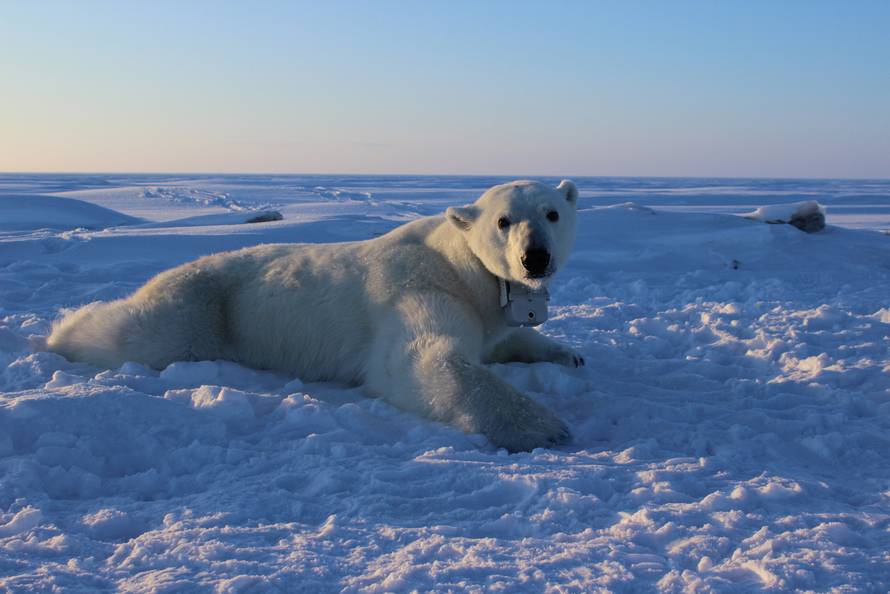 An adult female polar bear lays on the sea ice wearing a GPS satellite video-camera collar in this handout photo
