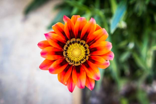 FOTO Za balkon kao iz časopisa: 20 vrsta cvijeća za 'wow' efekt