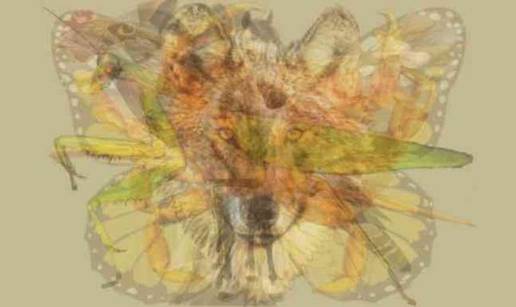 OPTI&Ccaron;KA ILUZIJA '&Zcaron;ivotinja koju prvu vidite na ovoj slici otkriva kakva &cacute;e vam biti 2026. godina'