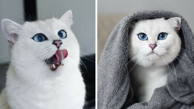 Upoznajte zvijezdu: Ova mačka ima oči u koje ćete se zaljubiti