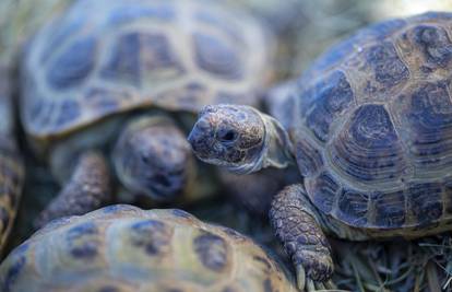 Bebe kornjače pojavile su se na Galapagosu nakon 100 godina