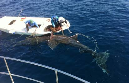 Molat: Ribari su ulovili golemu neman kitopsinu od 10 metara