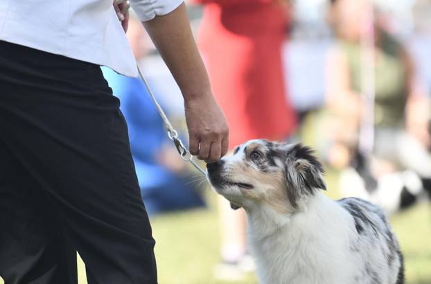 Nacionalna izložba pasa "Velika Gorica Trophy 2025"