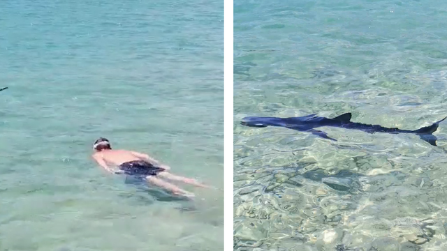 VIDEO Ronioc iz Tisnog zaplivao s morskim psom: 'Ohrabrio sam se i skočio, bilo je nezaboravno'