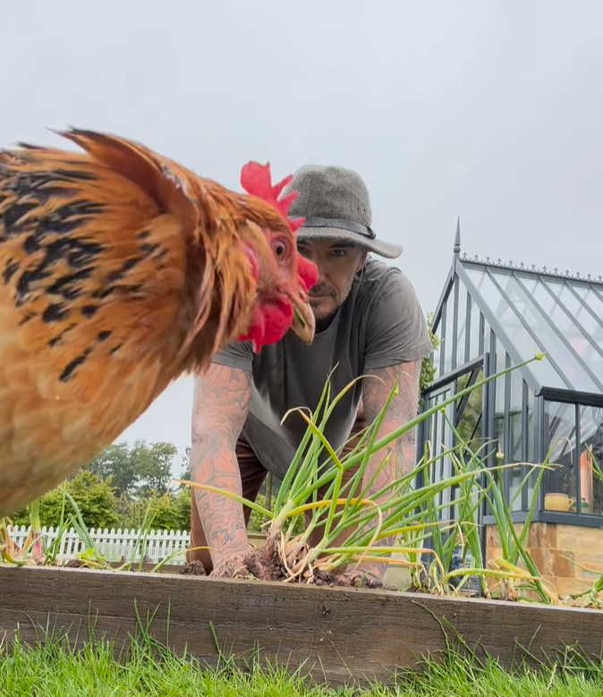 VIDEO 'Farmer Beckham' brao luk, a onda mu je u kadar uletio neočekivani gost: 'Ovo je hit!'