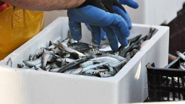 Pula: Ribari svako jutro prodaju svoj ulov na rivi
