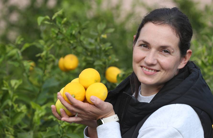 Berba agruma u Opuzenu