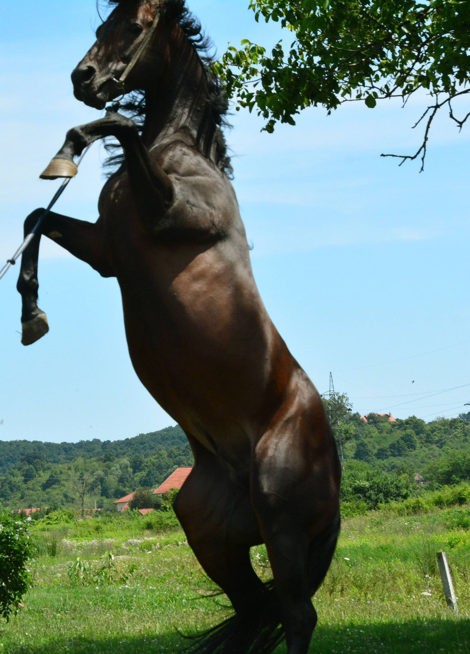 Za njim se prašina diže: Pastuh Merion najbrži je konj u Europi