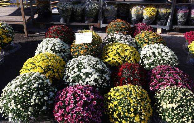 Šibenik: Uo?i nadolaze?ih blagdana pove?ana ponuda cvije?a i cvjetnih aranžmana