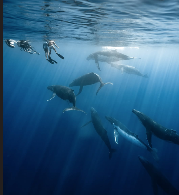 FOTO Grbavom kitu gleda u oči