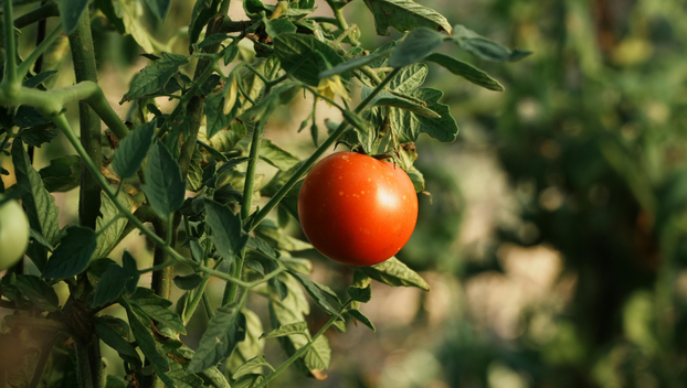 Ovo je najbolje povrće za čuvanje sjemena i evo kako ga skupiti za sljedeću godinu