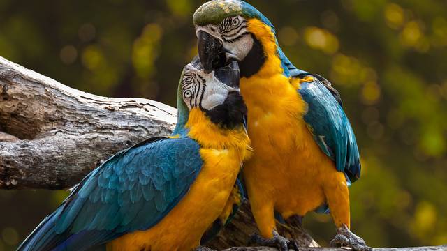 Većina kućnih papiga zapravo žudi za povratkom u divljinu?