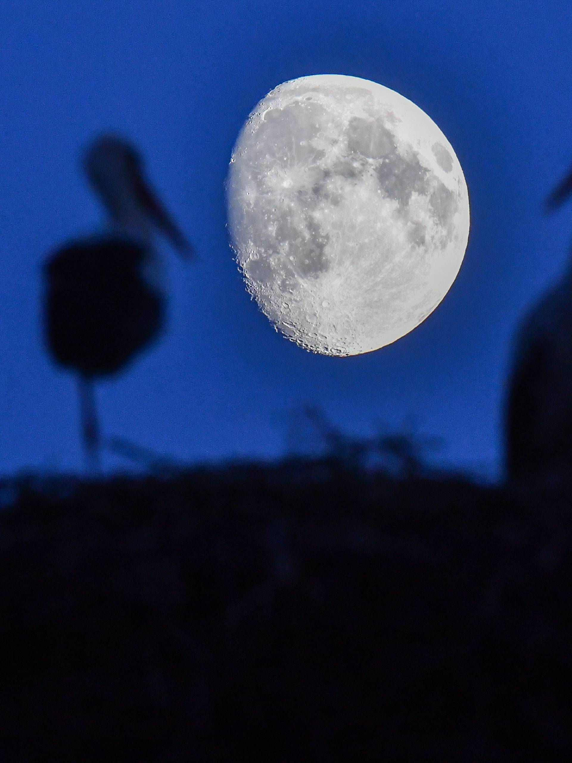 Stork nest in the moonlight