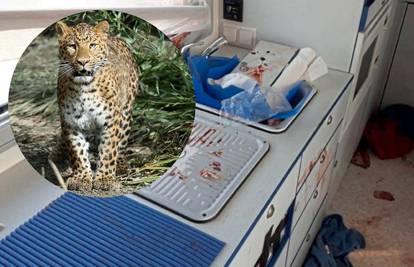 Leopard ga napao u kamperu: Strava, posvuda je bilo krvi...