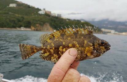 Tropske ribe plivaju kraj otoka Mljeta: 'Proždrljive i otrovne!