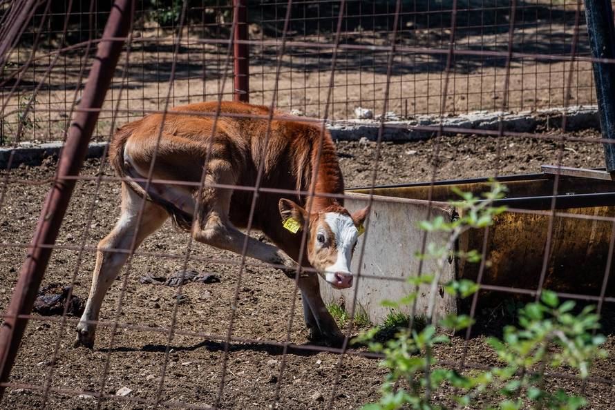 Gornje Maovice: Mjesto gdje je potvrđen slučaj bedrenice