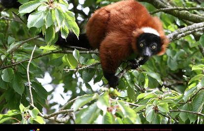 Na Madagaskaru zbog sječe šuma ugrožene i nove vrste