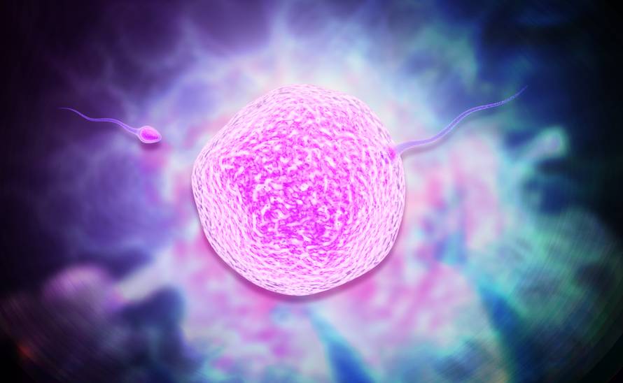 Evo koliko jajnih stanica žene izgube tijekom menstruacije...