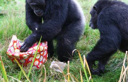 Čimpanza Chippy u društvu mame slavila 21. rođendan