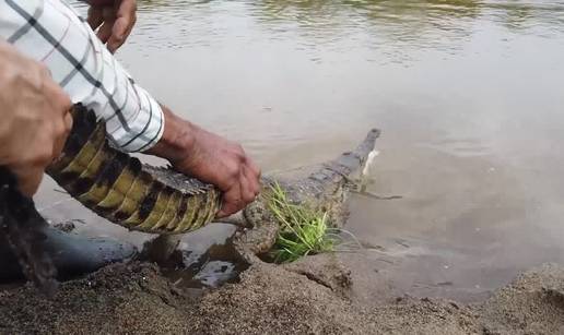 VIDEO Biolozi spašavaju jednog od najvećih živućih reptila: Love ih zbog kože, mesa i jaja...