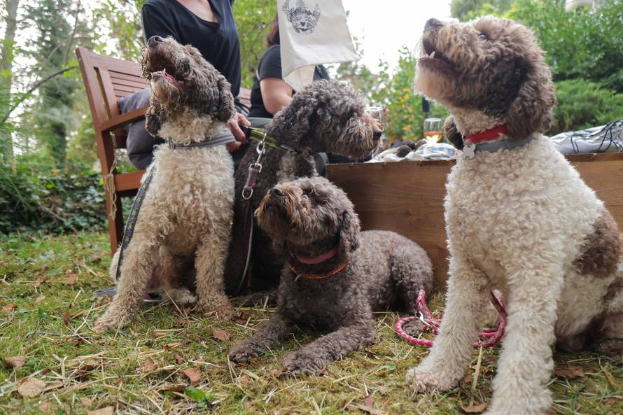 Velika Gorica: Lov na tartufe u Turopoljskom lugu