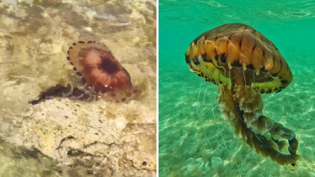 VIDEO Ogromna opasna meduza viđena diljem istarske obale: 'Ne dirajte je, može vas opeći!'