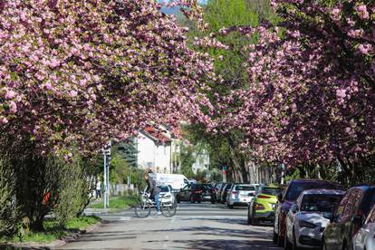 Zagreb: Rascvjetala stabla u Šulekovoj ulici, najljepšoj ulici u gradu