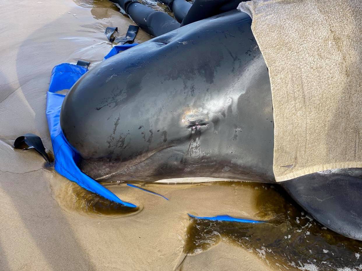 Whale rescue efforts take place at Macquarie Harbour in Tasmania