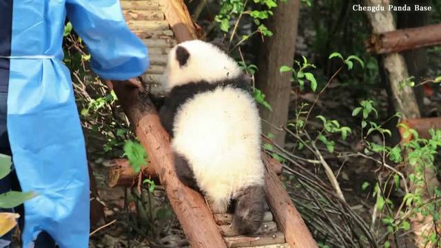 Newborn panda cubs wobble cutely as they practice climbing at Sichuan base