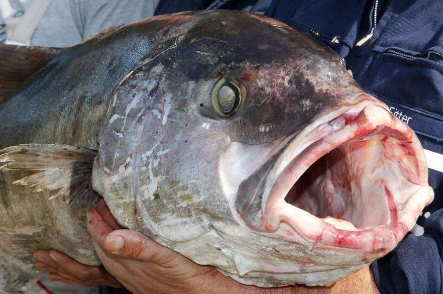 Duško Jaramaz/Pixell