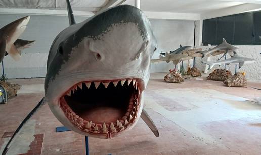 FOTO 'Ugroženi čuvari oceana' stigli su u Pulu: 'Uskoro izložba, a imat ćemo i žive primjerke!'