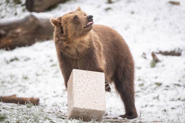 Zagreb: Podjela darova životinjama u Zoološkom vrtu