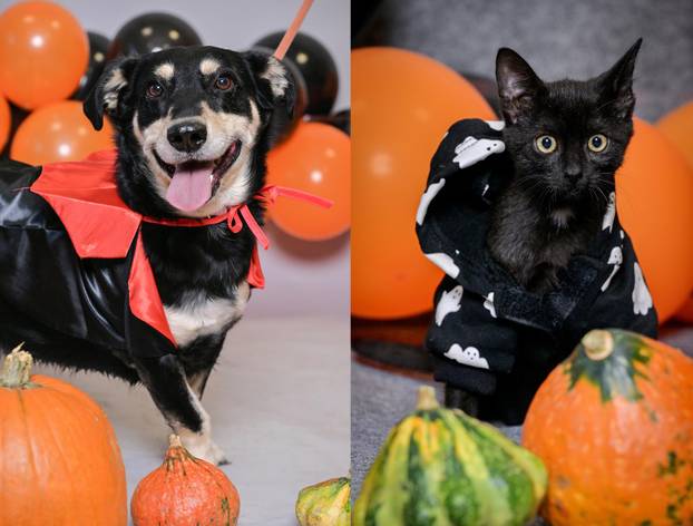 Sklonište u Dumovcu poziva na posebno jesensko udomljavanje pasa i mačaka