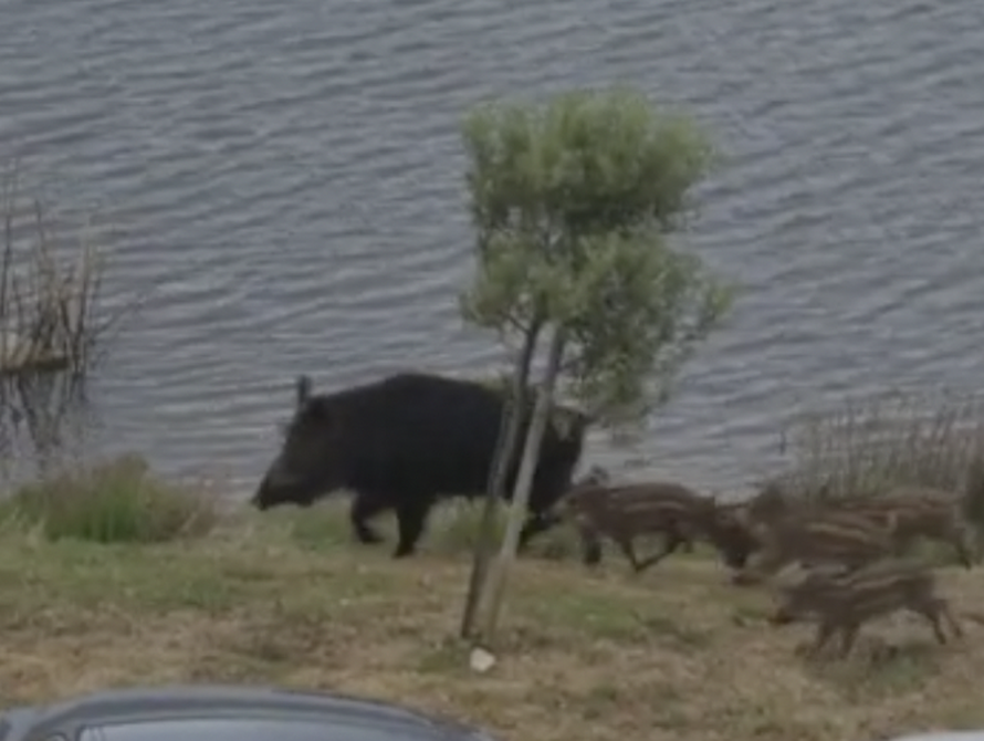 VIDEO: Divlja svinja i njena mladunčad u šetnji Medulinom: 'Potpuno su se tu udomaćile'