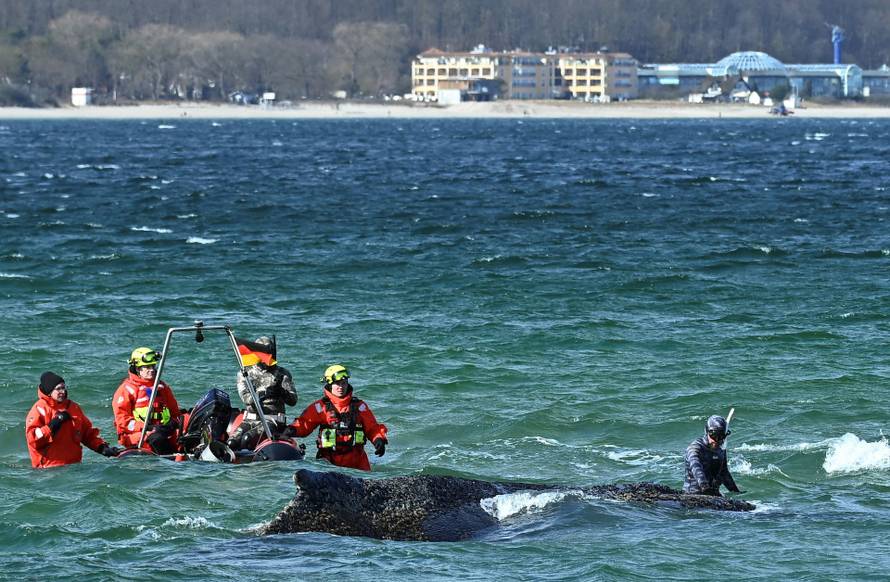 Rescuers try to refloat a humback whale into the Baltic Sea