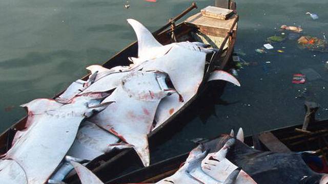 WWF upozorio na globalnu trgovinu mesom morskih pasa i raža vrijedan 2 miijarde eura