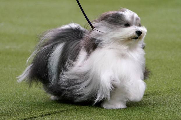 The winner of the Toy Group a Havanese named Bono is judged at the 2020 Westminster Kennel Club Dog Show at Madison Square Garden in New York City