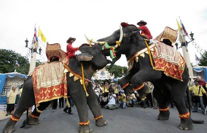 Zarađuju šivanjem za slonove ili čuvanjem malih nojeva 