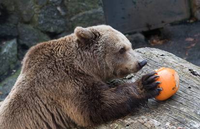 Ženama je u nedjelju slobodan ulaz u zagrebački Zoološki vrt