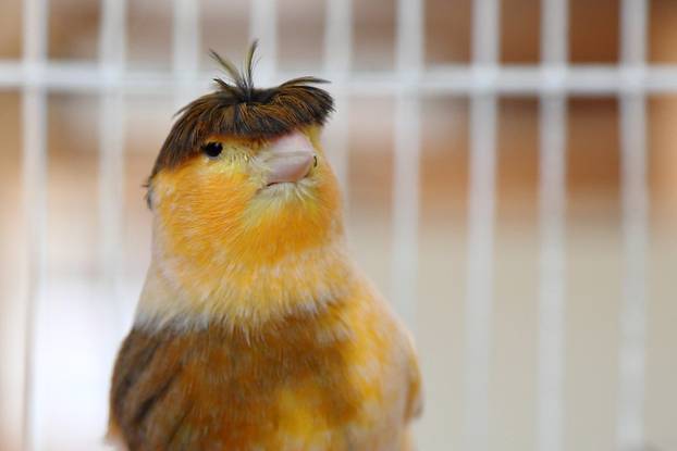 Zagreb: Njema?ki kukmasti kanarinac