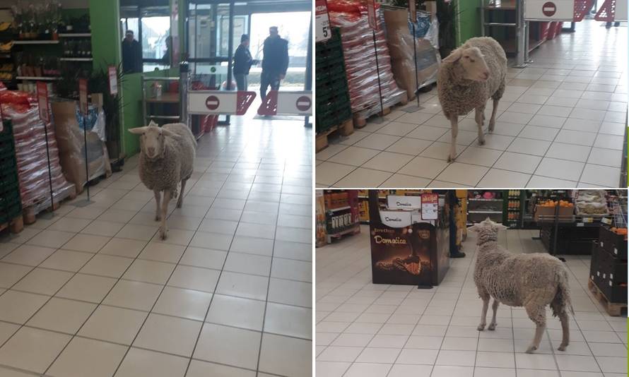 Išla ovca u dućan: Prošetala po trgovini, mesar ju istjerao van