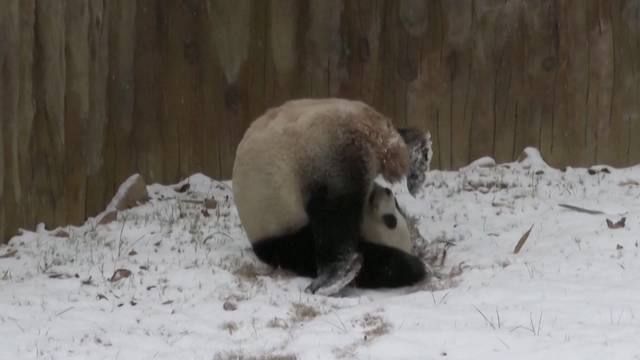 Preslatka panda uživa u prvom snijegu i snježnim radostima